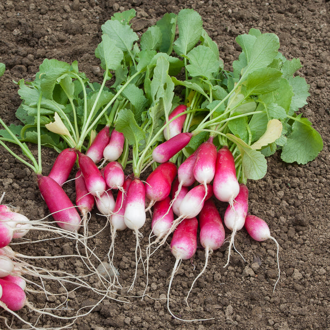 Culture Indoor Matériel De Jardin : GRAINES BIO - TOMATE PETIT COEUR - Foto 12