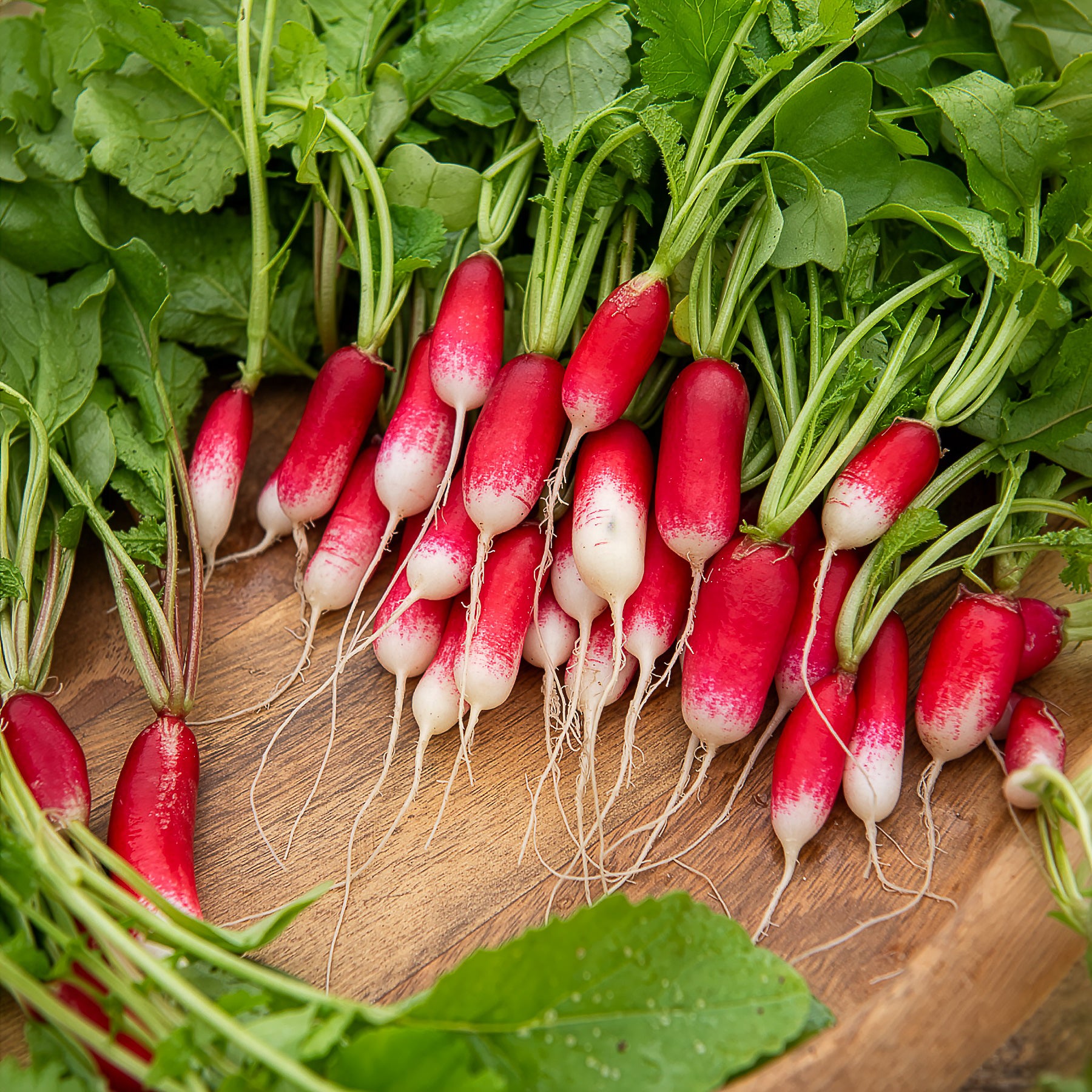 Raphanus sativus de 18 jours 1/2 long - Radis De 18 jours demi-long Bio - Graines de fruits et légumes Bio
