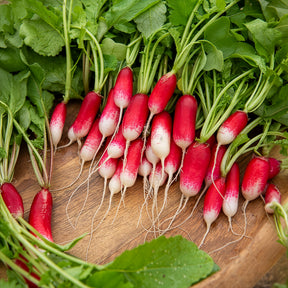 Raphanus sativus de 18 jours 1/2 long - Radis De 18 jours demi-long Bio - Graines de fruits et légumes Bio