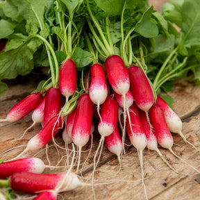 Graines de fruits et légumes Bio - Radis De 18 jours demi-long Bio - Raphanus sativus de 18 jours 1/2 long