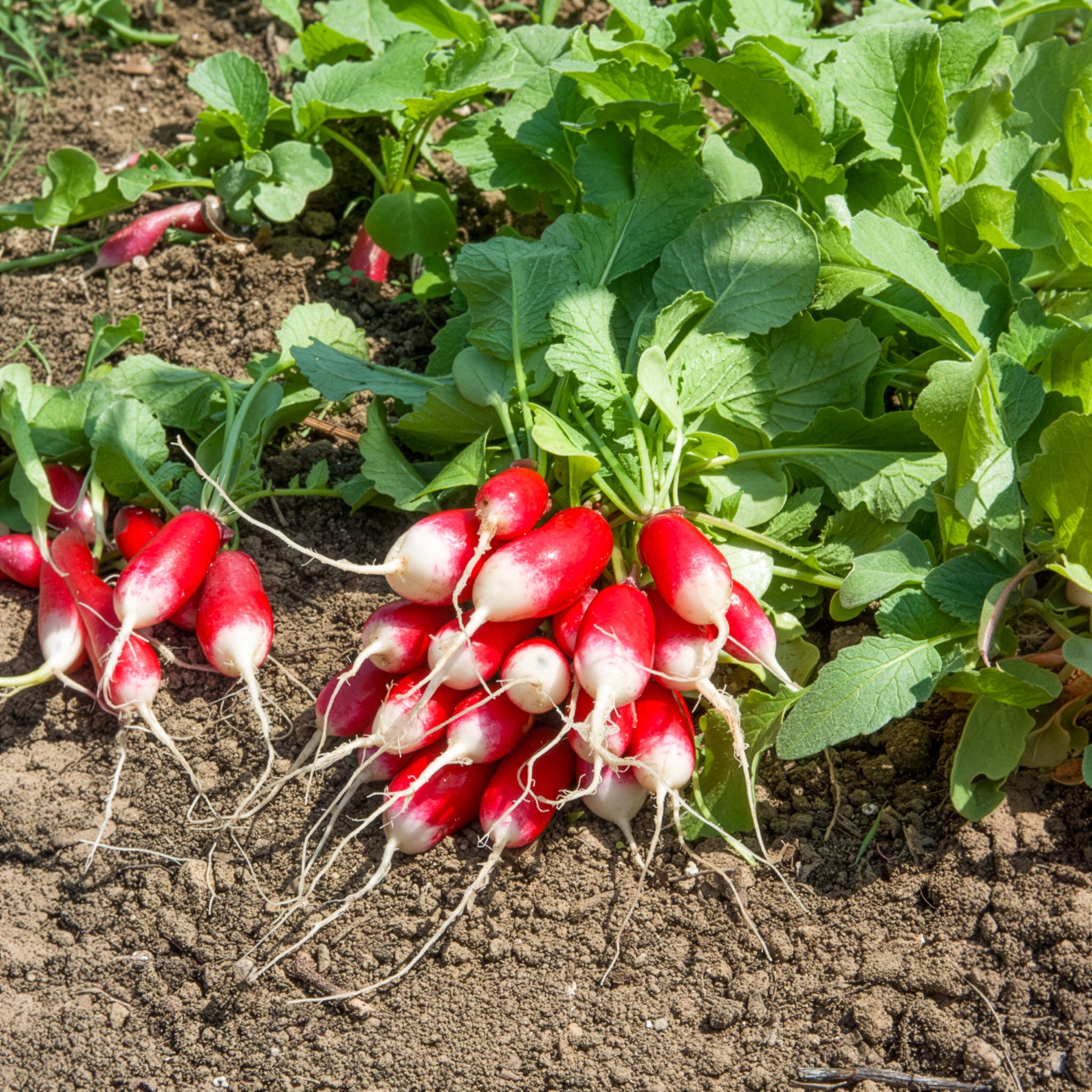 Radis Bamba - Willemse