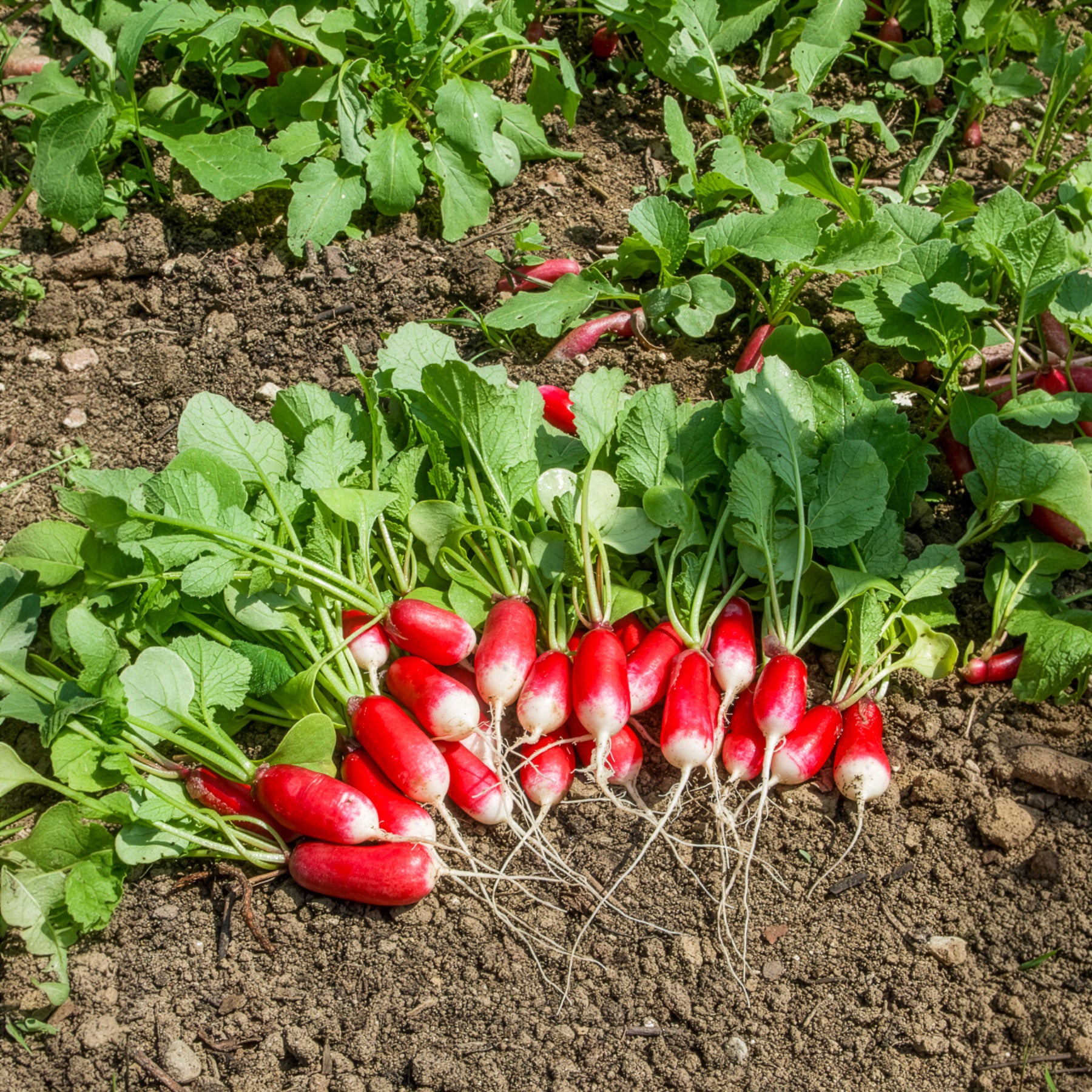 Radis Bamba - Raphanus sativus bamba (obt clause) - Willemse