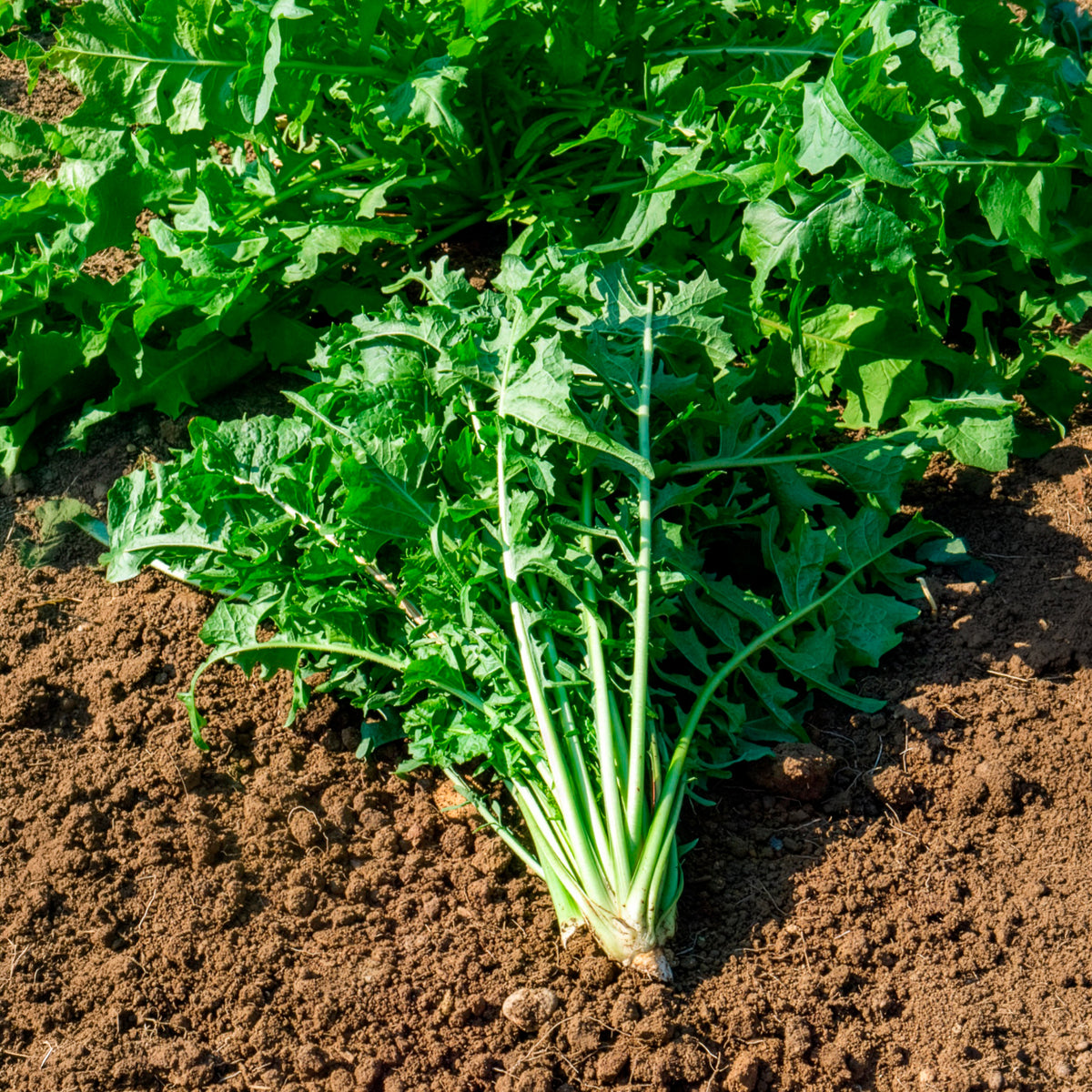 Chicorée sauvage Barbe de Capucin - Cichorium intybus  barbe de capucin - Willemse