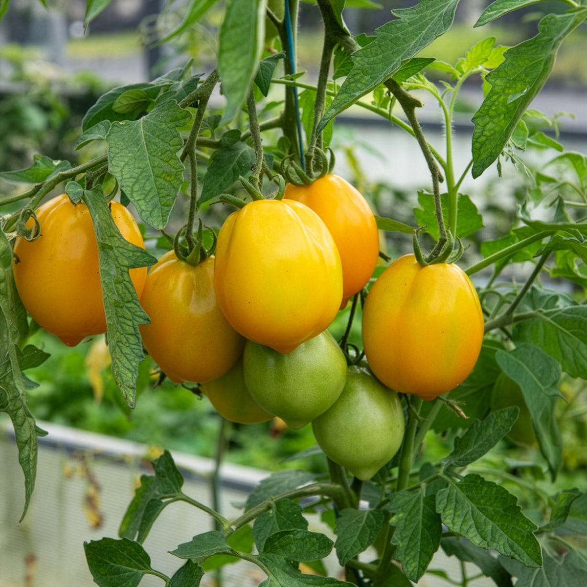 Tomate citron - Lemon Tree - Solanum lycopersicum lemon tree - Willemse