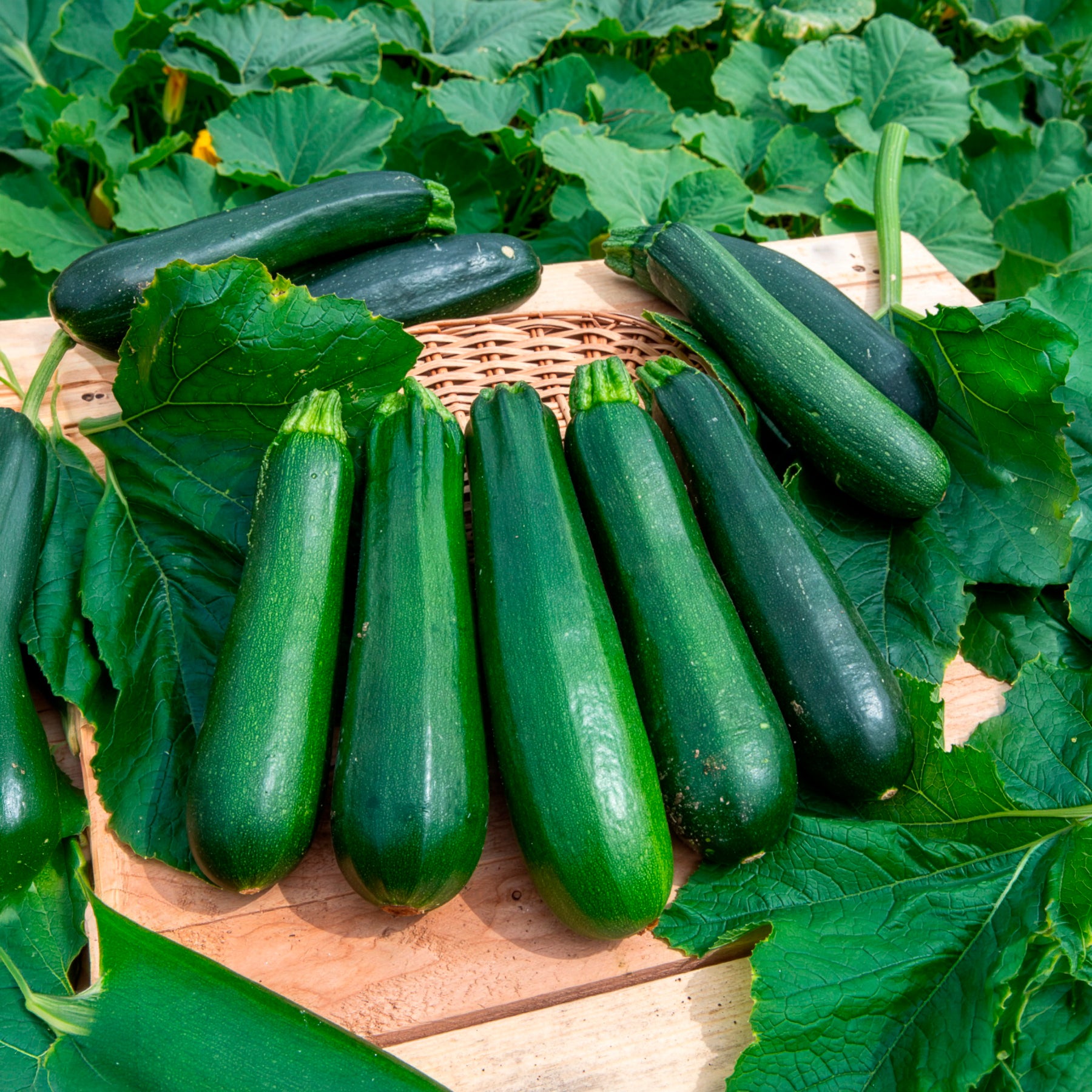 Courgette verte non coureuse des maraîchers Bio - Cucurbita pepo verte non coureuse des maraîchers - Willemse