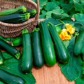 Cucurbita pepo verte non coureuse des maraîchers - Courgette verte non coureuse des maraîchers Bio - Graines de fruits et légumes Bio