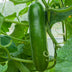 En Gros Graines Bio De Concombre Vert Long Maraicher (Ferme De