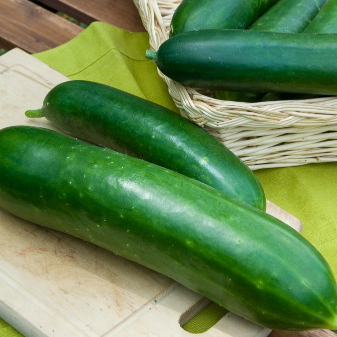 Concombres - Concombre Vert long maraîcher - Cucumis sativus vert long maraîcher