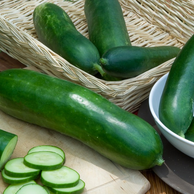 Cucumis sativus vert long maraîcher - Concombre Vert long maraîcher - Concombres