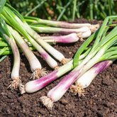 Ciboule Commune Rouge - Willemse