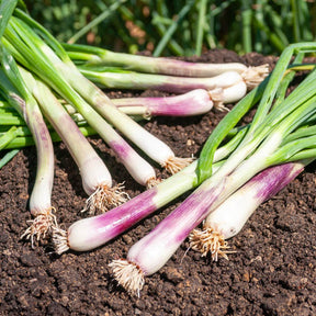 Ciboule Commune Rouge - Willemse