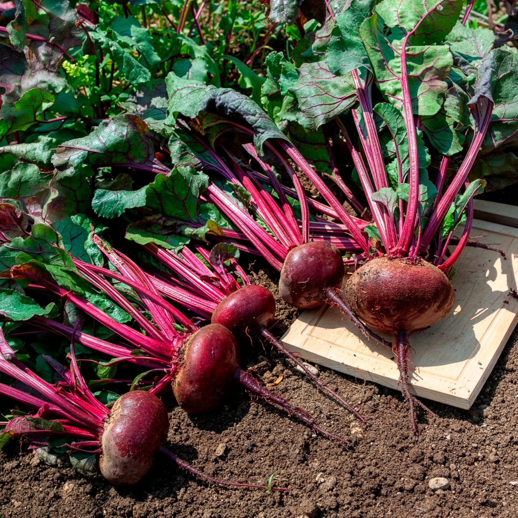 Betterave noire d'Egypte Bio - Beta vulgaris d'egypte - Willemse