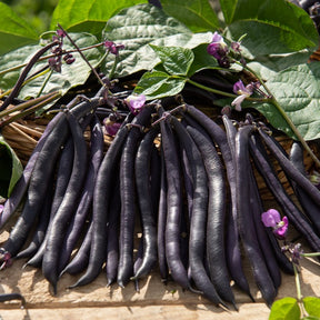 Phaseolus vulgaris purple queen - Haricot mangetout Purple Queen - Haricots nains mangetout