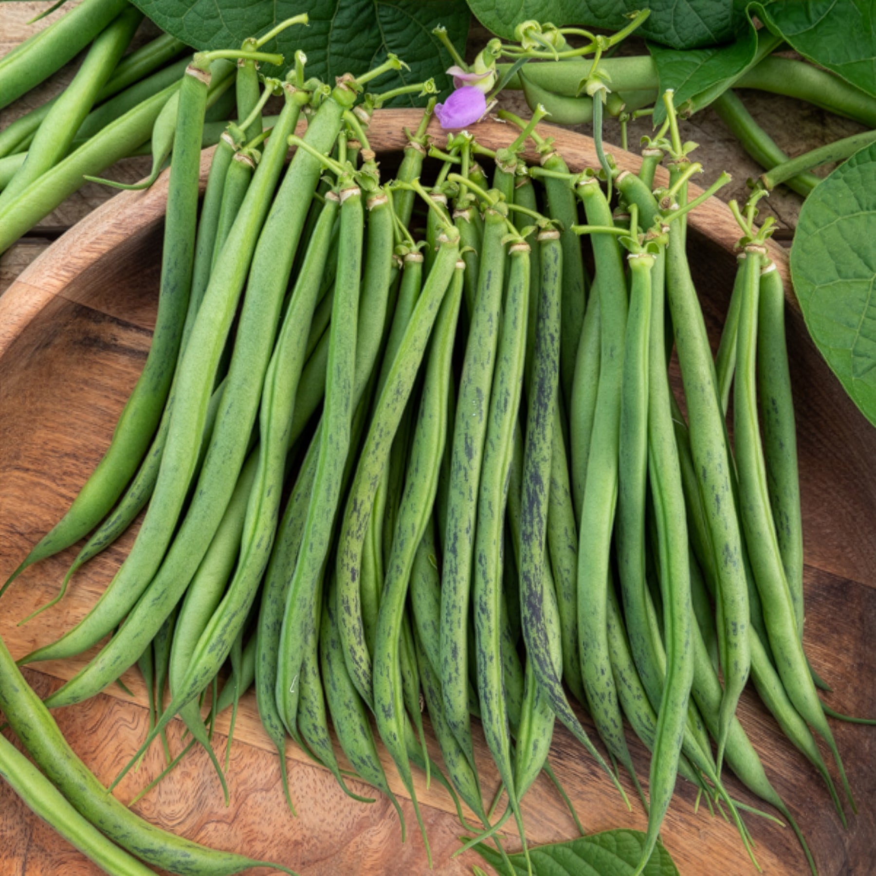 Haricot nain fin Triomphe De Farcy - Phaseolus vulgaris nain fin triomphe de farcy - Willemse