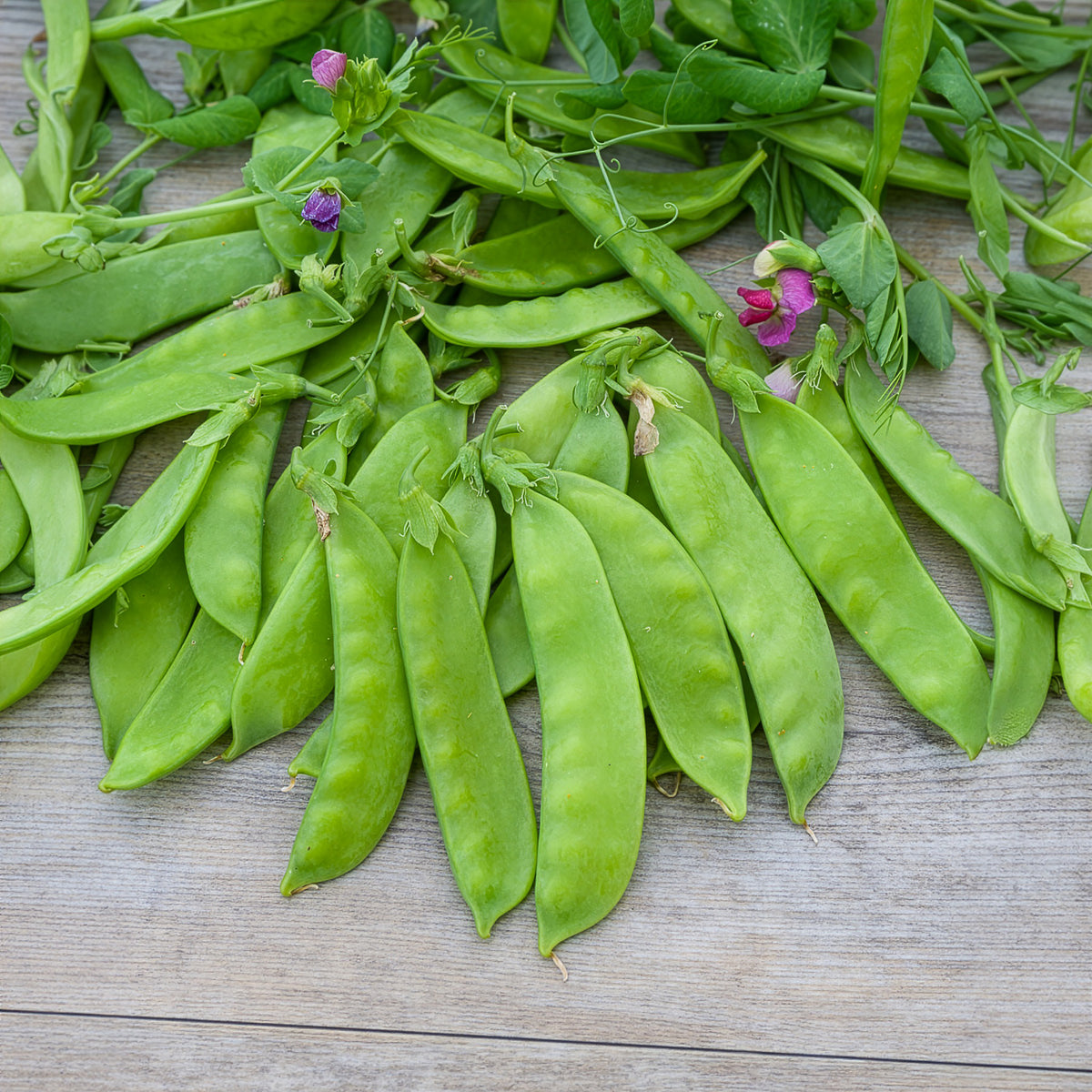 Pois à rames mangetout Corne de Bélier - Willemse
