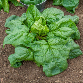 Epinard geant d'hiver - Epinard Géant d'Hiver BIO - Graines de fruits et légumes Bio