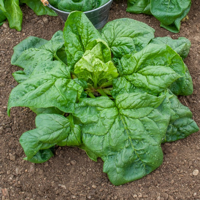 Epinard geant d'hiver - Epinard Géant d'Hiver BIO - Graines de fruits et légumes Bio