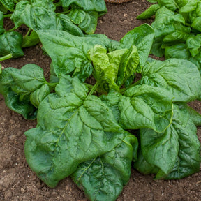 Epinard Géant d'Hiver BIO - Willemse