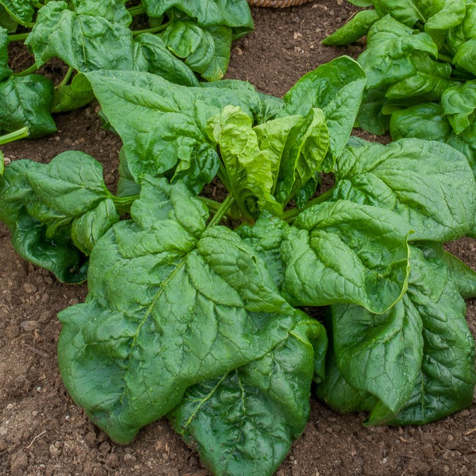 Epinard Géant d'Hiver BIO - Willemse