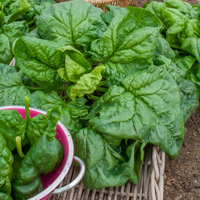 Epinard Géant d'Hiver BIO - Epinard geant d'hiver - Willemse