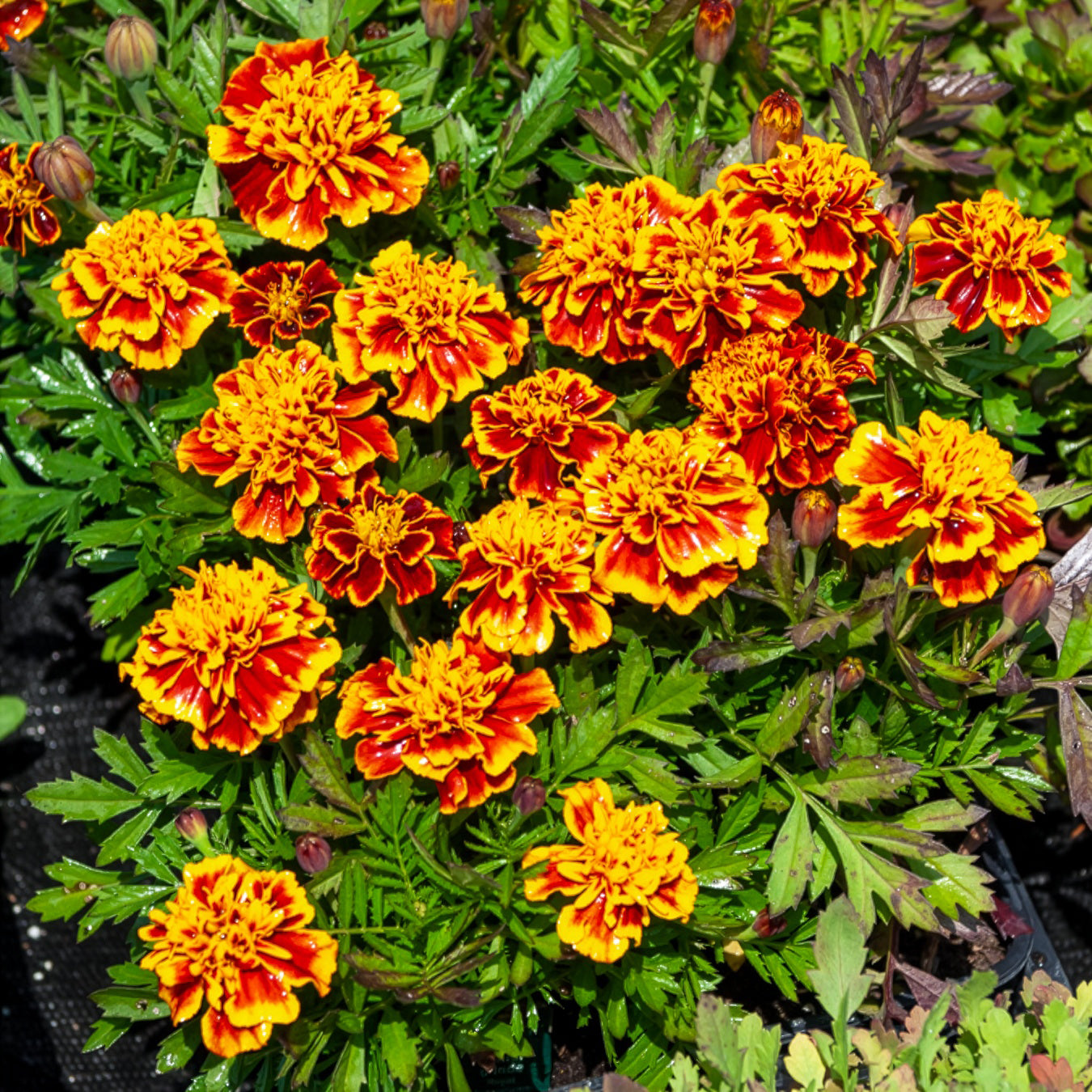 Oeillet d'Inde Honeycomb - Willemse