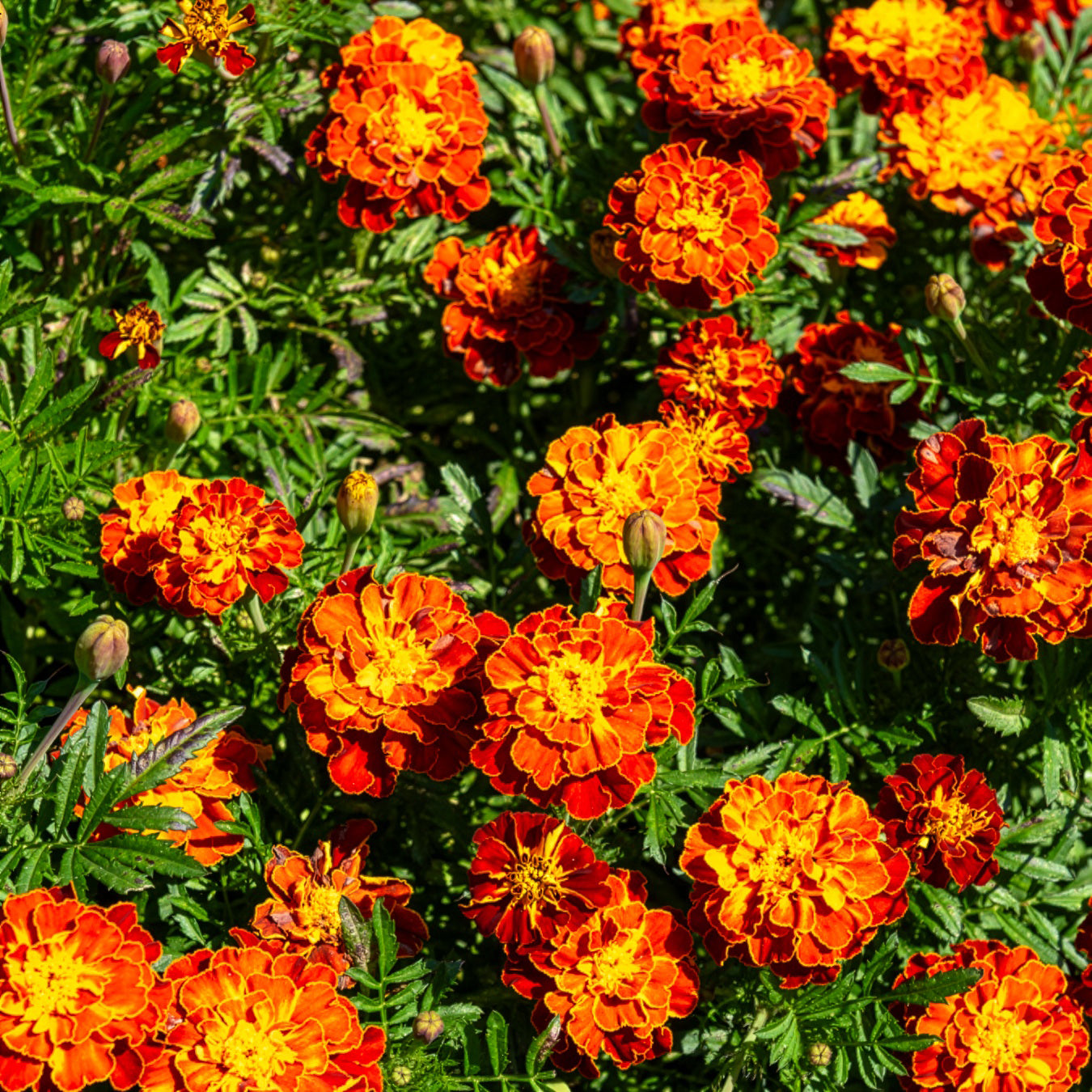 Tagetes patula Honeycomb - Oeillet d'Inde Honeycomb - Œillets d'Inde et roses d'Inde