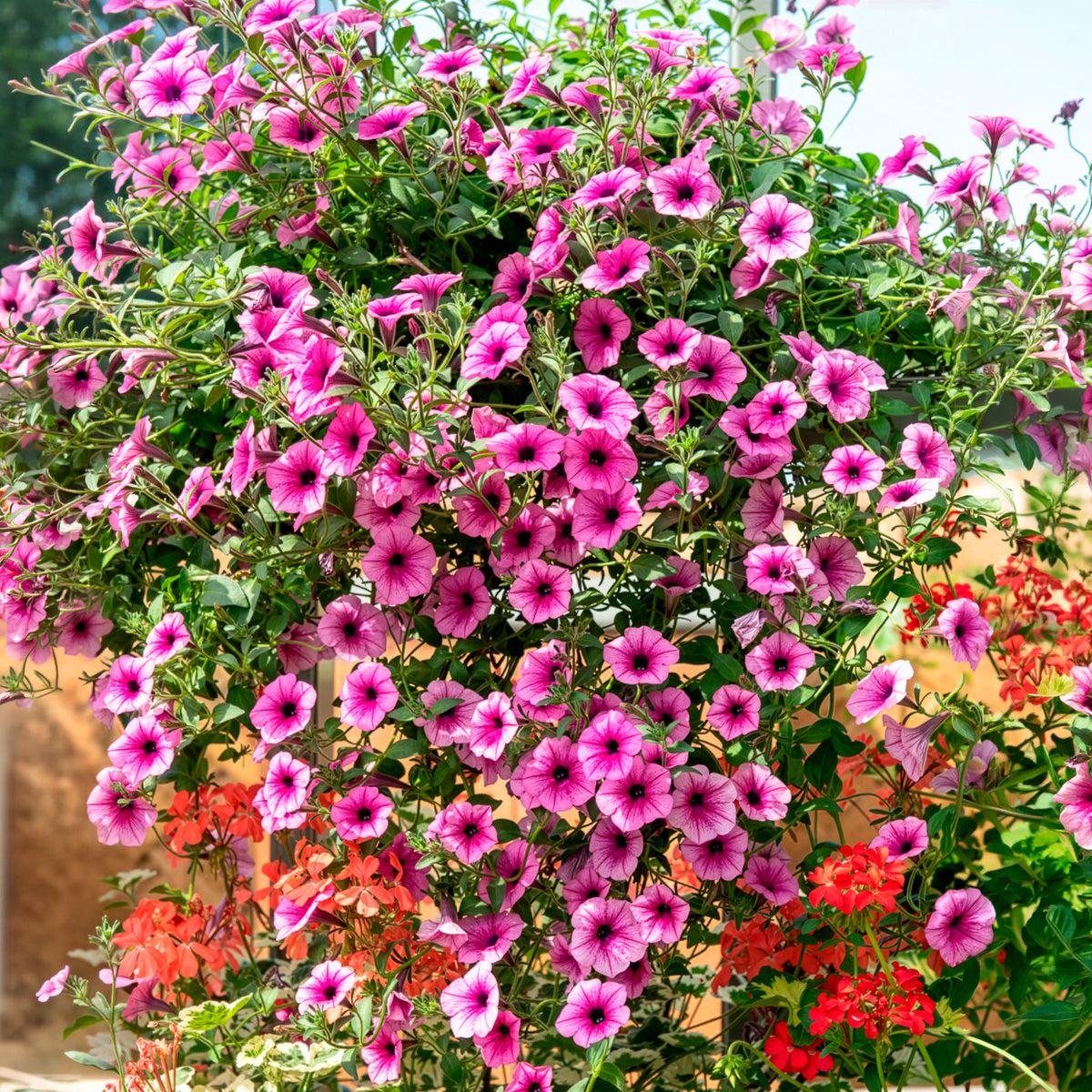 3 Pétunias retombants roses - Willemse