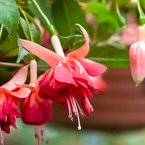 3 Fuchsias retombants Bicentennial - Willemse