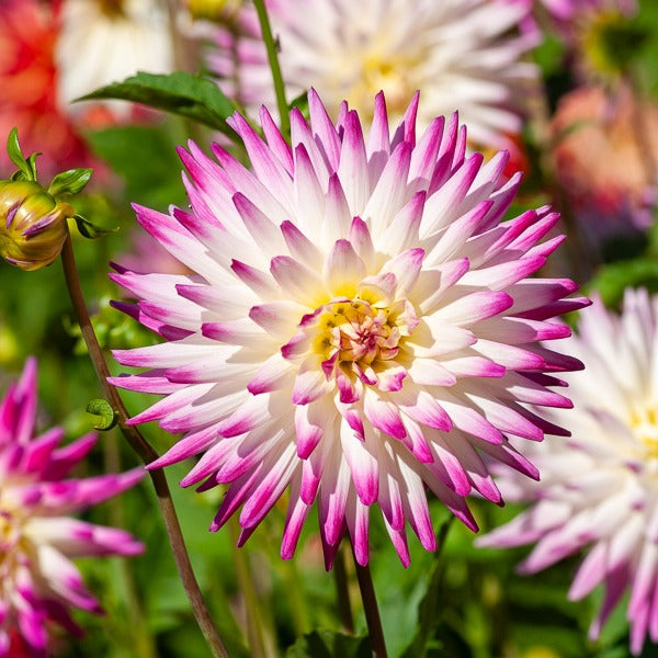 3 Dahlias cactus Haley Jane - Willemse