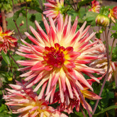 3 Dahlias cactus Oiseau de Feu - Willemse