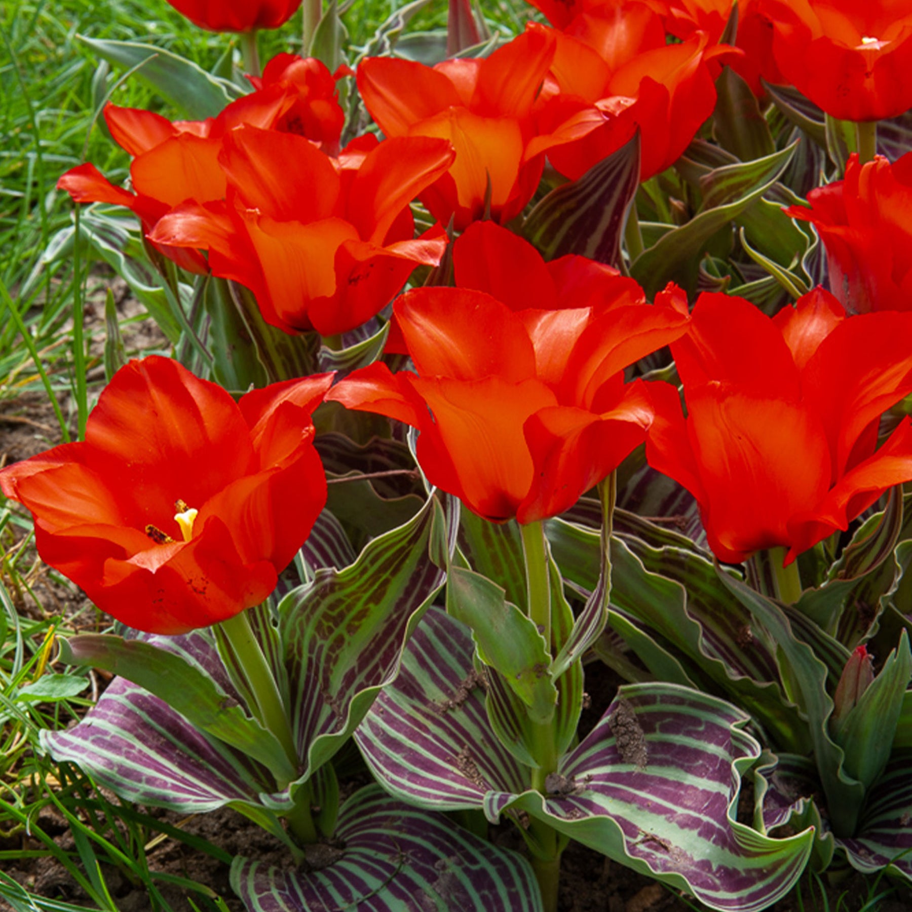 10 Tulipes Chaperon Rouge - Tulipa greigii chaperon rouge - Willemse