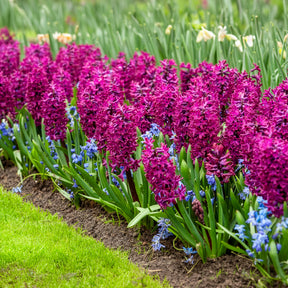 Jacinthe - 6 Jacinthes Woodstock pourpre - Hyacinthus orientalis woodstock