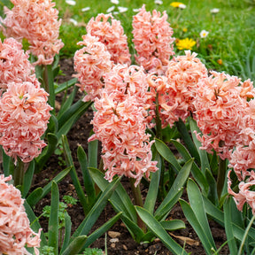 6 Jacinthes Gipsy Queen orange - Hyacinthus orientalis gipsy queen - Willemse