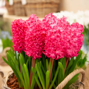 Hyacinthus orientalis Jan Bos - 6 Jacinthes Jan Bos rouge - Jacinthe