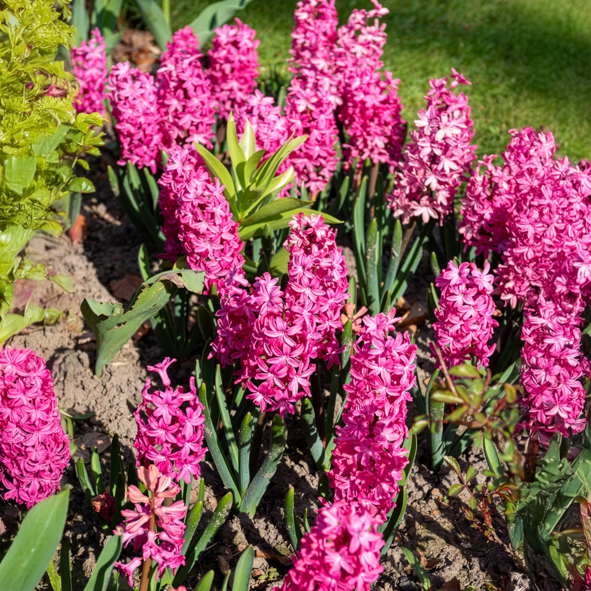 6 Jacinthes Jan Bos rouge - Hyacinthus orientalis Jan Bos - Willemse