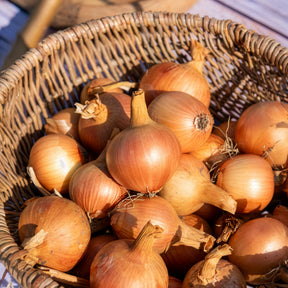 Allium cepa centurion f1 - Oignon Centurion F1 - Bulbes d'oignons