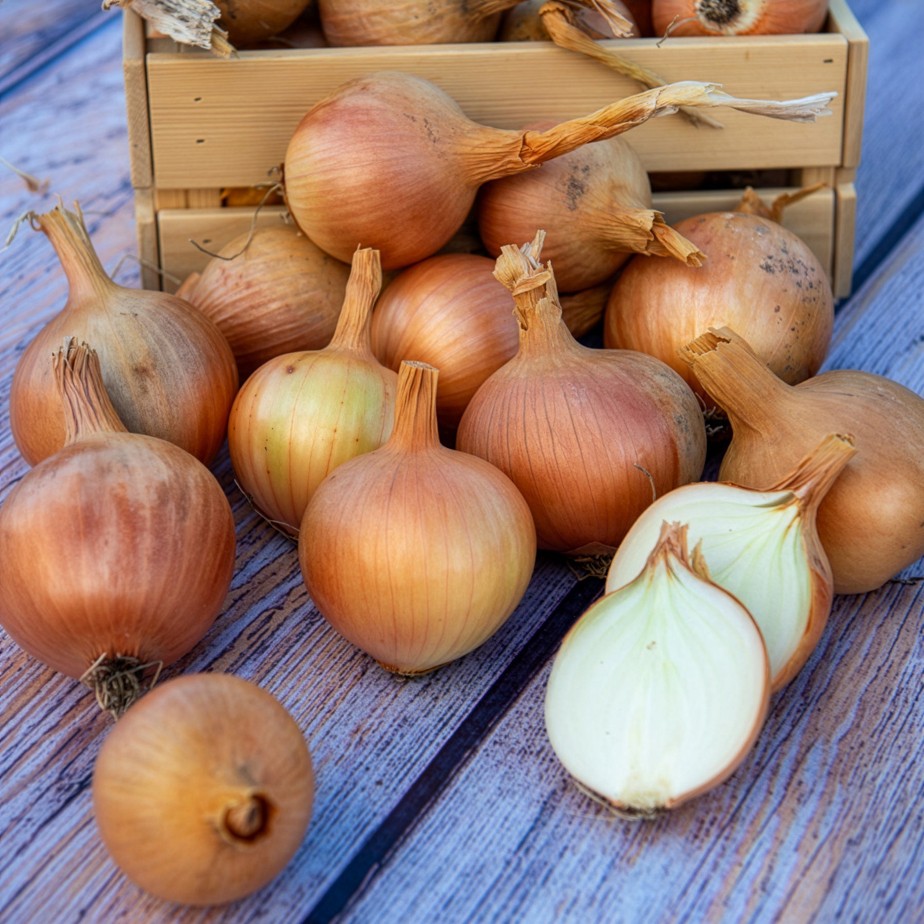 Bulbes d'oignons - Oignon Centurion F1 - Allium cepa centurion f1