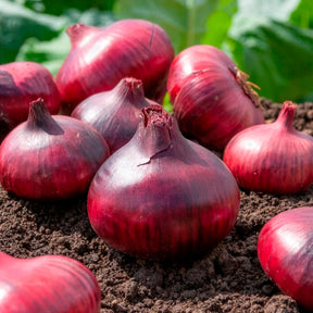 Allium cepa de brunswick - Oignon Rouge foncé de Brunswick - Bulbes d'oignons