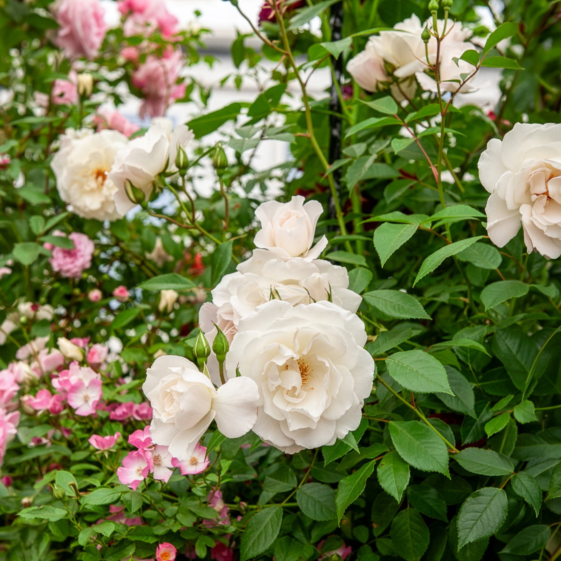 Rosier arbuste Korbin