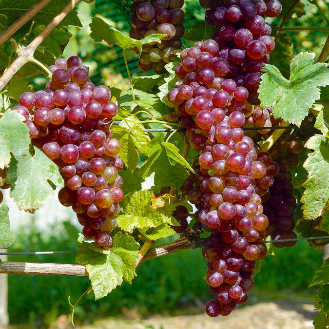Plant De Vigne Muscat Bleu 2L – Raisin De Table Précoce, Résistant Au Froid, Pour Pergolas Ou Treillis - 2