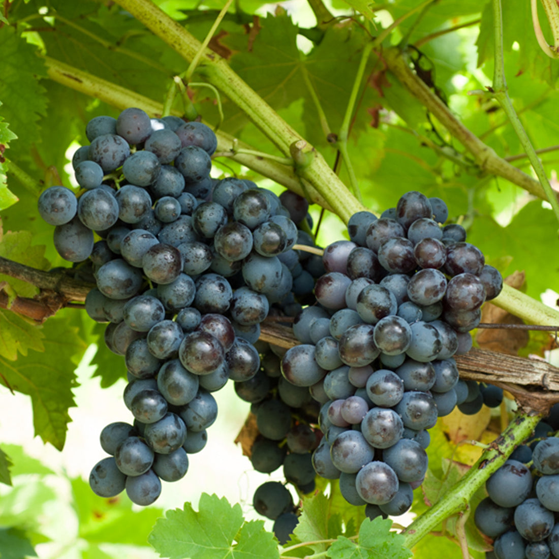 Vigne Chardonnay - Vitis vinifera chardonnay