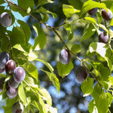 Prunier Quetsche d'Alsace - Willemse