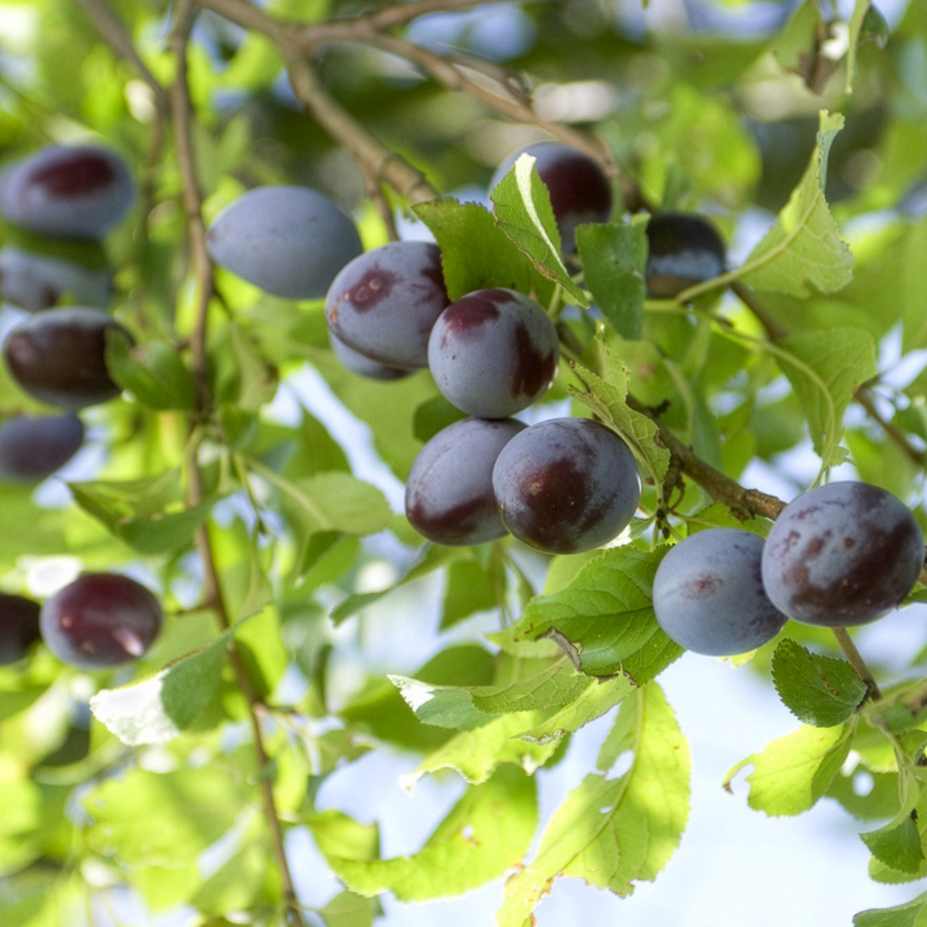 Prunus domestica Quetsche d'Alsace - Prunier Quetsche d'Alsace - Prunier