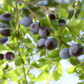 Prunus domestica Quetsche d'Alsace - Prunier Quetsche d'Alsace - Prunier