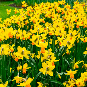 Vente 5 Mini-narcisses Jetfire - Narcissus cyclamineus Jetfire