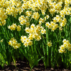 10 Mini-narcisses Minnow - Willemse