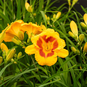 Hemerocallis fooled me série 500 - 3 Hémérocalles Fooled me Série 500 - Hémérocalle