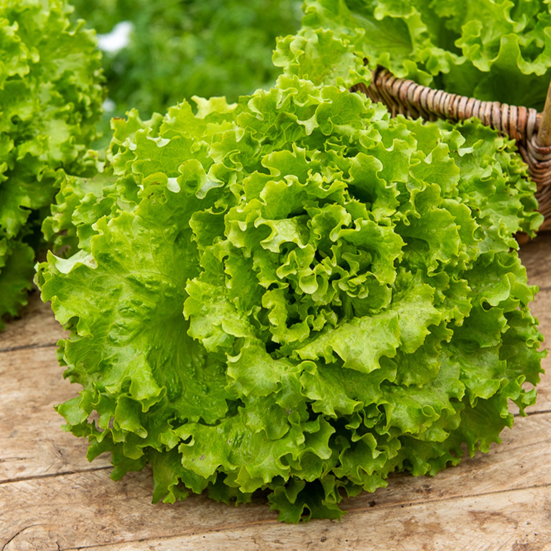 Laitue batavia Florine - Willemse