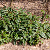 Viorne de David - Willemse