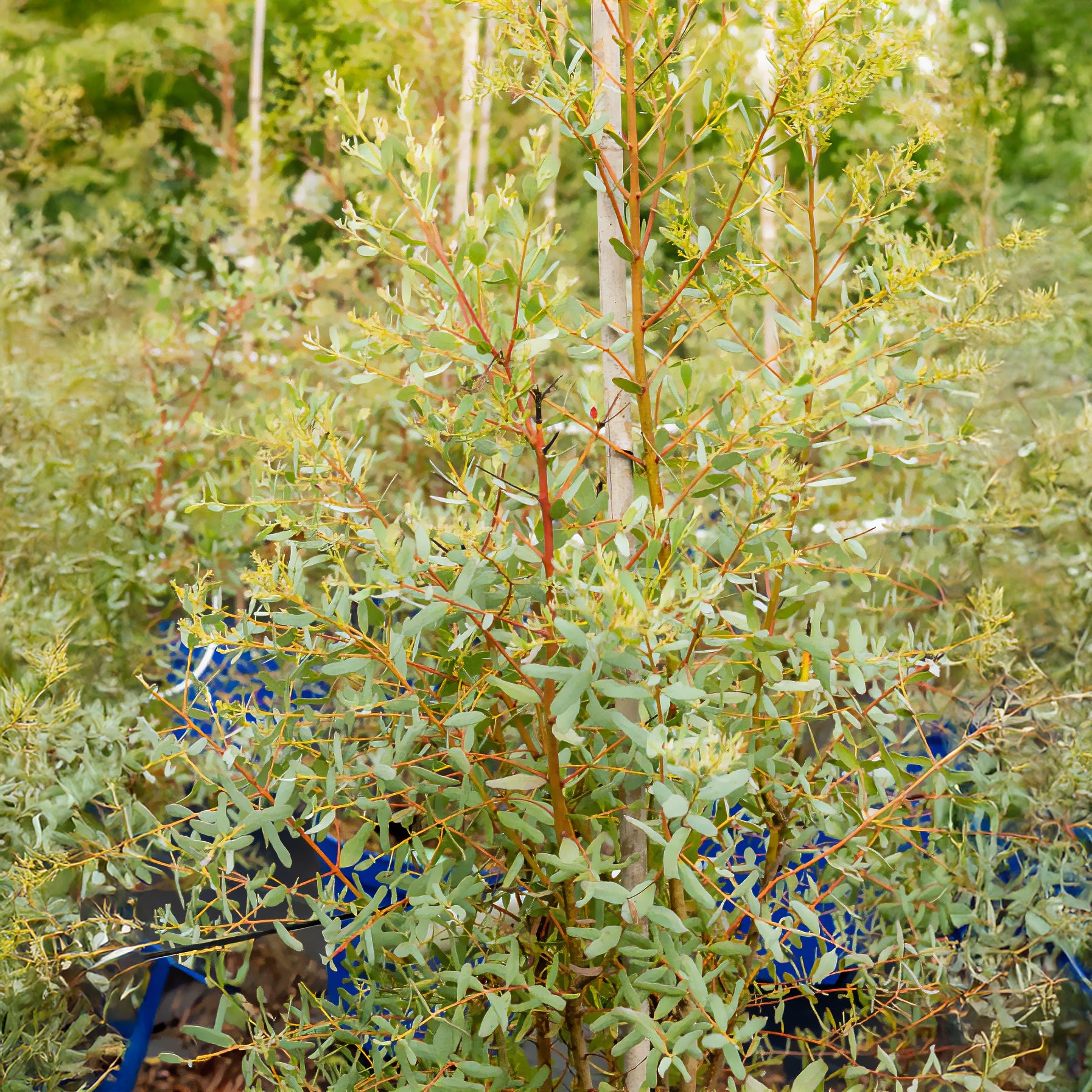 Eucalyptus gunnii France Bleu ® rengun - Eucalyptus gunnii France Bleu ® Rengun - Eucalyptus